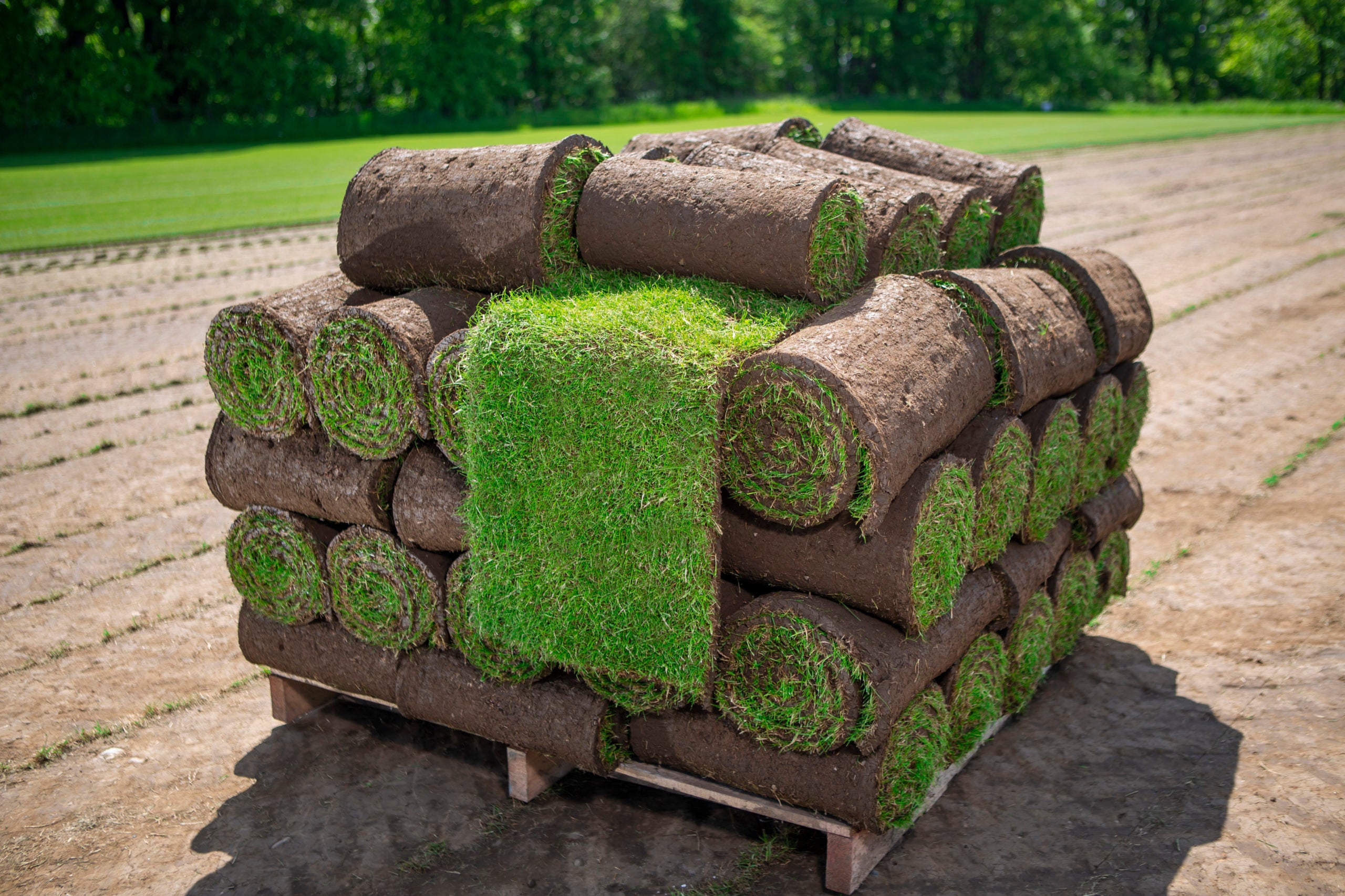 Real Turf Roll - 1sqm – Philip Jones Timber Products