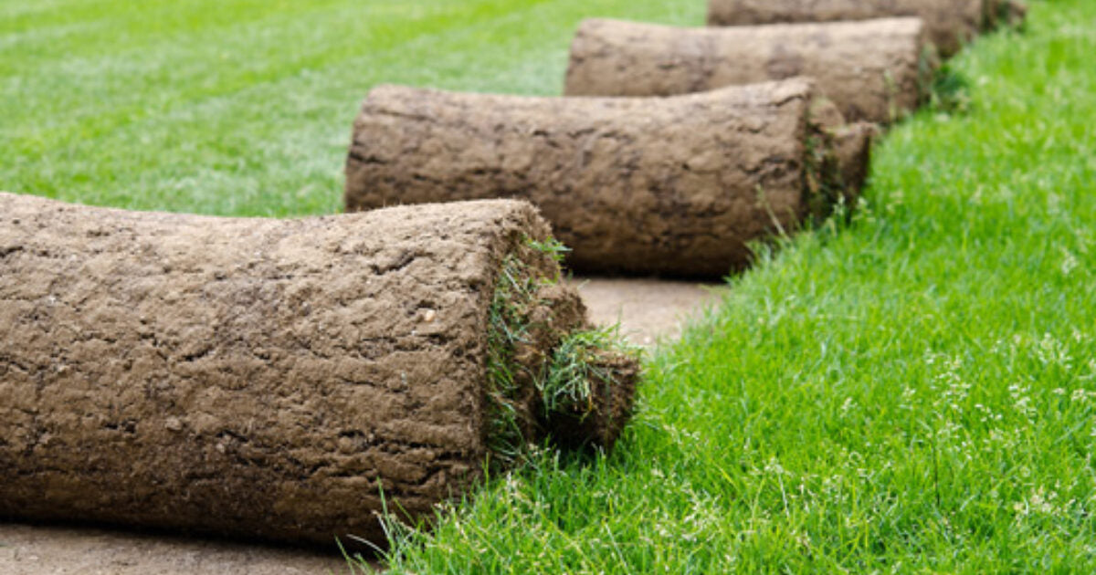 Real Turf Roll  - 1sqm